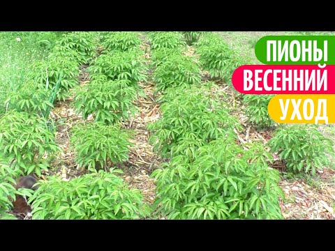 Видео: ПИОНЫ Перед Цветением - ЧЕМ КОРМИТЬ. Мои цветы.