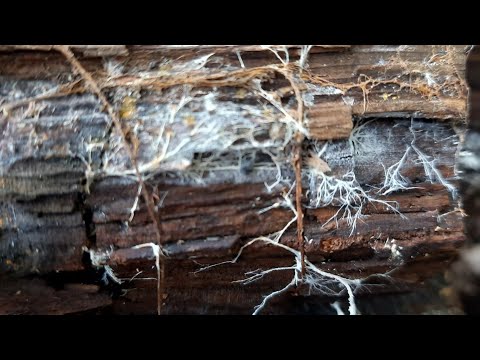 Видео: Микроорганизмы в почве для картофеля выращивание огурцов