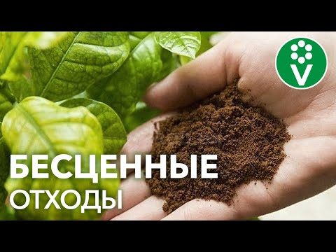 Видео: ОСТАНОВИТЕСЬ! Вы выбрасываете это УДОБРЕНИЕ ДЛЯ РАССАДЫ каждый день!