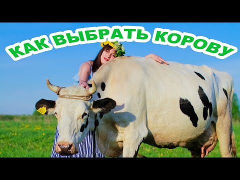 Видео: Как выбрать корову? Что нужно знать при выборе коровы. Какие вопросы задавать продавцу коровы!