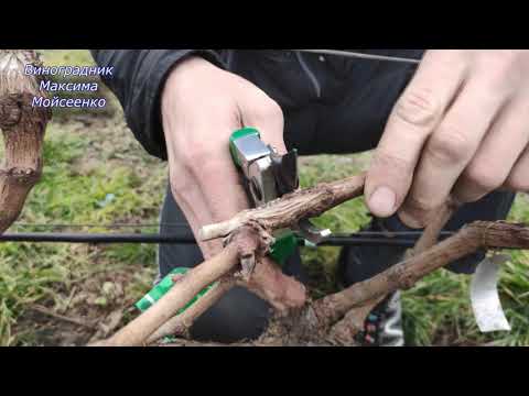 Видео: Обрезка перепривитого куста винограда