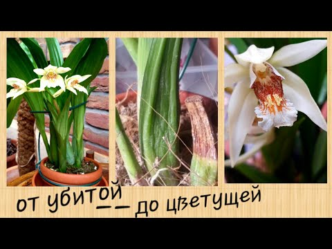 Видео: ОРХИДЕИ, coelogyna asperata, пересадка, субстрат, содержание в домашних условиях