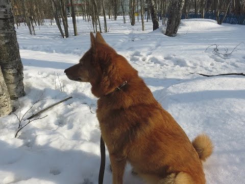 Видео: Воспитание щенка.  Карело финской лайки