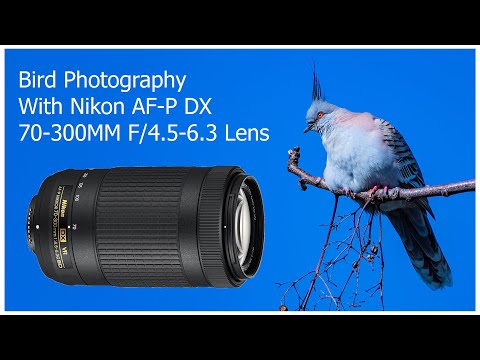 Видео: Фотосъемка птиц с объективом Nikon AF-P DX 70-300mm F4.5-6.3G ED VR