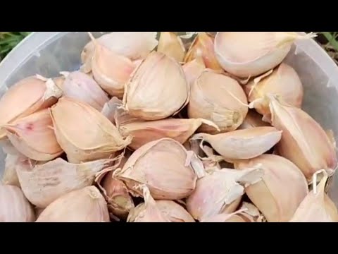Видео: Самый лёгкий способ посадки чеснока,теперь не мучаем спину