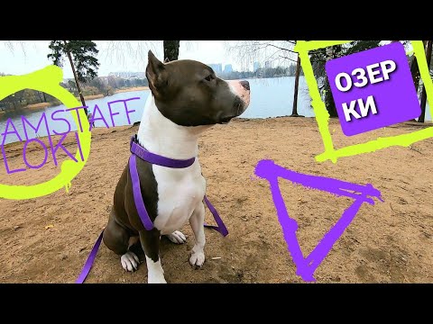 Видео: Амстафф 1 год | Одна Прогулка Со Стаффордом В Озерках | Amstaff | Staffy