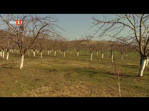 Видео: Последните мохикани на семейните ферми в Старозагорско, "Бразди" - 25.02.2023