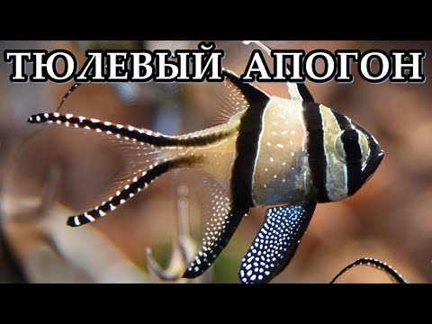 Видео: ТЮЛЕВЫЙ АПОГОН