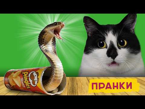 Видео: ПРАНКИ над КОТАМИ ! НОВЫЕ ПРИКОЛЫ с КОТАМИ А ну-ка Давай-ка