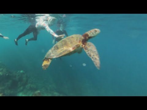 Видео: День снорклинга на Филиппинах