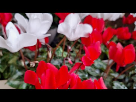 Видео: Увольнение с работы в Америке,  тоже Две недели надо Отработать по закону, ВОЛНОВАЛАСЬ СИЛЬНО,но 😆👌🙏