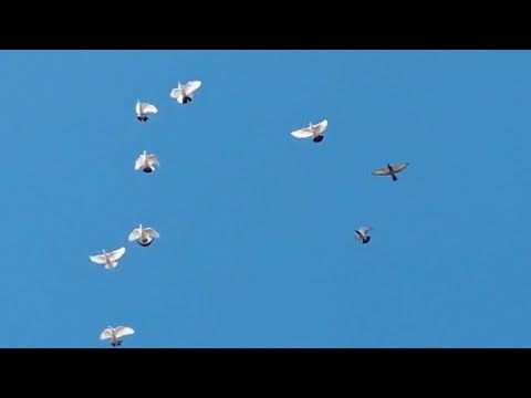 Видео: Непонятно откуда прилетели много чужих голубей. Many alien pigeons came.