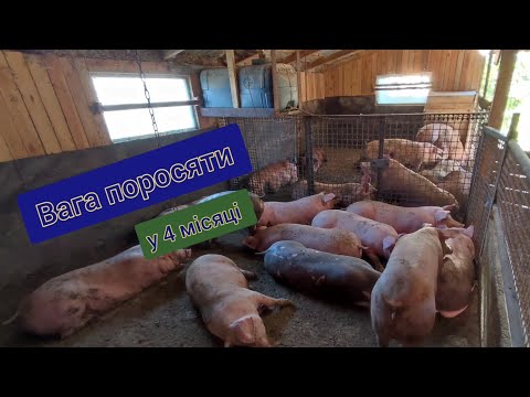 Видео: поросята ростуть не по дням а по часам вага у 4 місяці