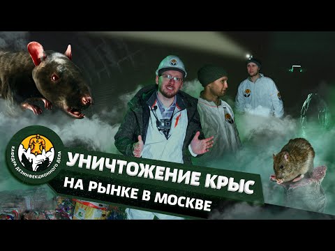 Видео: Дератизация. Уничтожение крыс на рынке в Москве