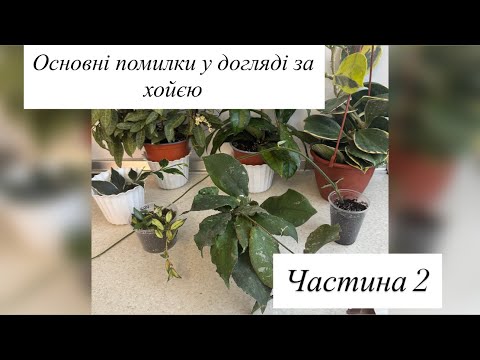 Видео: Основні помилки у догляді за хойєю. Частина 2
