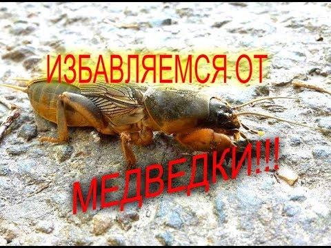 Видео: КАК ИЗБАВИТЬСЯ ОТ МЕДВЕДКИ//МОЯ ЛЮБИМАЯ УСАДЬБА