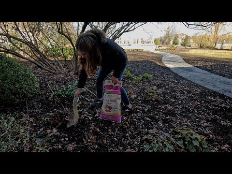 Видео: Уборка морозников + подготовка к прорастанию лютиков и анемонов! 🌸🌼🌸 // Garden Answer