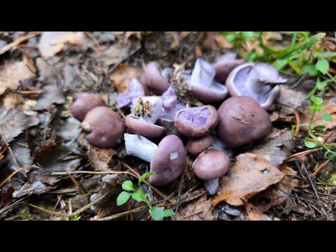 Видео: Грибы для Том Яма в Подмосковье! Сбор позднеосенних грибов в конце октября