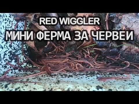 Видео: Отглеждане на компостни червеи в домашни условия