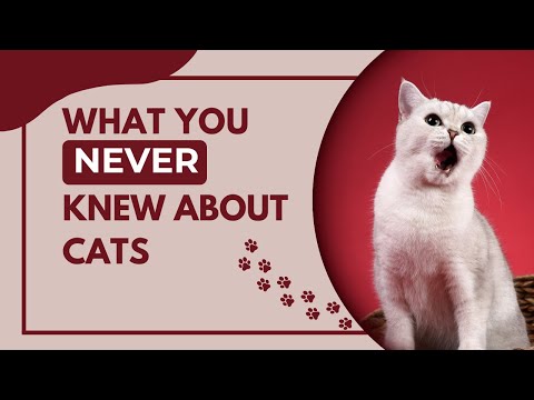 Видео: Как кошки покорили мир: 10 000-летнее путешествие рядом с нами