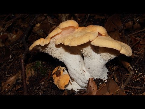 Видео: Поддържан резерват Тъмната гора / Tumnata Gora Managed Reserve