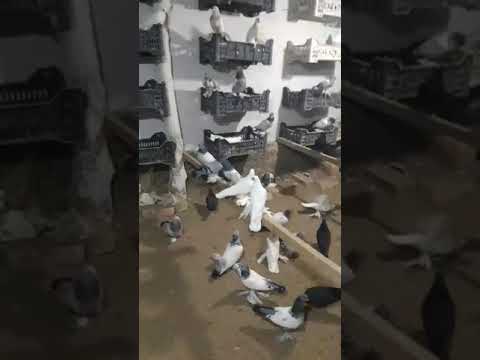 Видео: 6 апреля 2025 г.