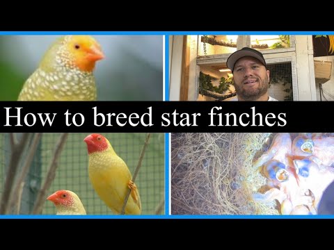 Видео: Как разводить звездчатых амадин