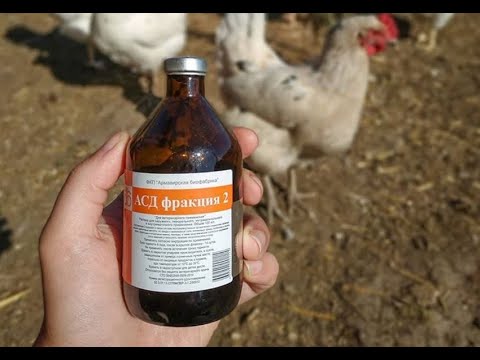Видео: АСД 2 фракция - коктейль для кур несушек.