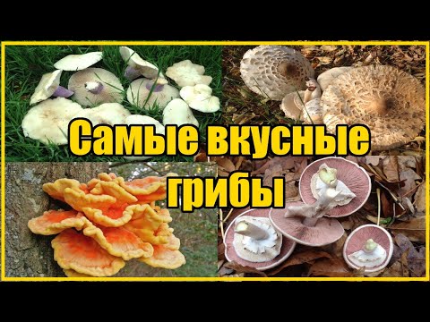 Видео: ВИДЫ ОСЕННИХ ГРИБОВ / ГДЕ И КАК СОБИРАТЬ