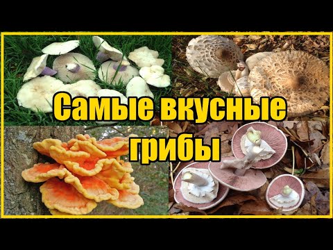 Видео: ВИДЫ ОСЕННИХ ГРИБОВ / ГДЕ И КАК СОБИРАТЬ