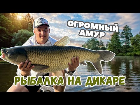 Видео: РЫБАЛКА НА ДИКАРЕ!!!ОГРОМНЫЙ АМУР