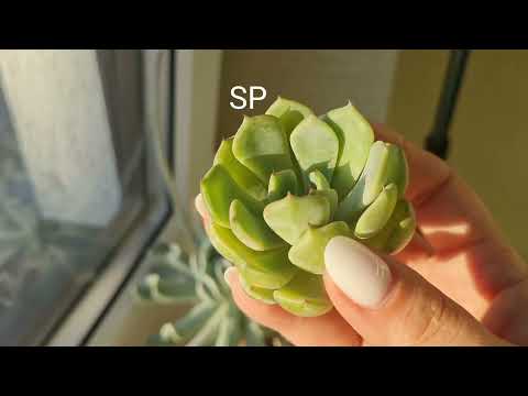 Видео: Распаковка.  Огромная эхеверия Биттерсвит,  Echeveria Bittersweet