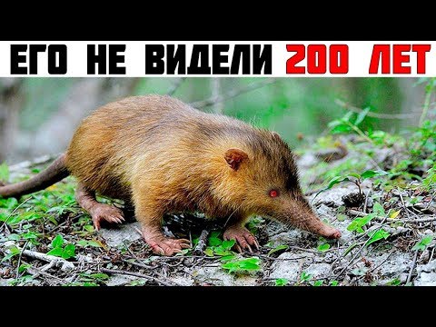 Видео: 8 Вымерших животных которые случайно попали на видео