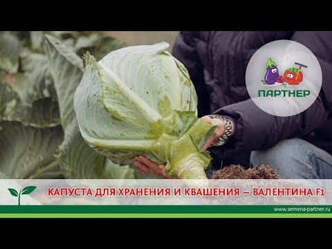 Видео: КАПУСТА ДЛЯ ХРАНЕНИЯ И КВАШЕНИЯ —  ВАЛЕНТИНА F1