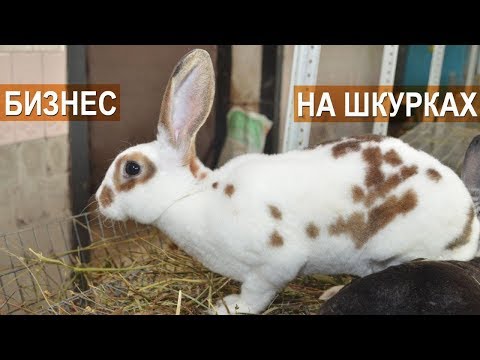 Видео: Разведение кроликов на шкурку. Рассказ о подборе и выделке шкурок. Пошиве изделий, сбыте. КФХ Жукова