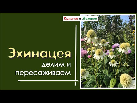 Видео: Эхинацея. Посадка и деление