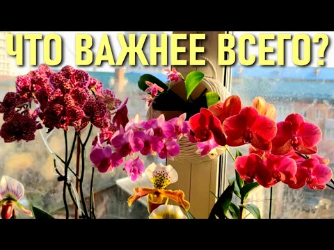 Видео: ОРХИДЕИ! ЧТО ВАЖНЕЕ ВСЕГО? БЕЗ ЧЕГО ОРХИДЕЯ ТОЧНО СМОЖЕТ ОБОЙТИСЬ! ВИДОВОЙ ФАЛЕНОПСИС И УХОД ЗА НИМ!