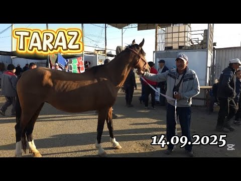 Видео: ЖЫЛҚЫ БАҒАСЫ / ТАРАЗ МАЛ БАЗАР