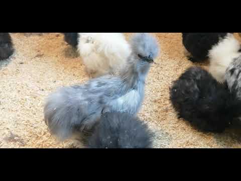 Видео: Цыплята шелковых кур.