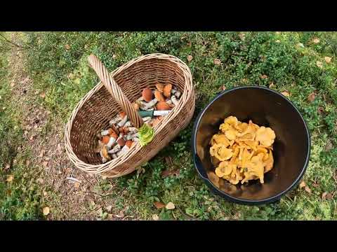 Видео: Поход за грибами  Чайка Лебяжье Таменгонт Mushroom picking  12 09 2024