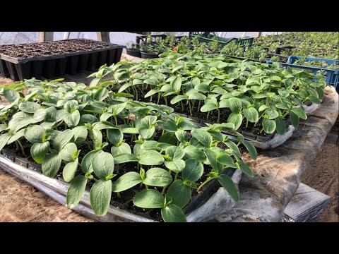 Видео: Маєте вільні 14 хвилин?  То дивіться як я сіяв перець, весь цикл. І присідав на вуха