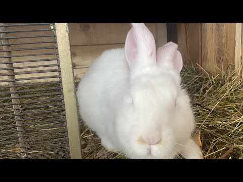 Видео: Буду ли я оставлять крольчат?10 день крольчатам🐇🥕✨