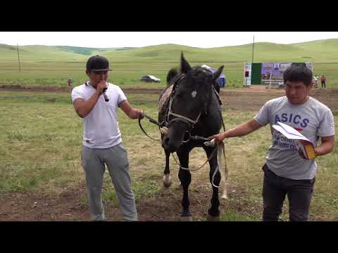 Видео: Конные скачки в Хара Шибири