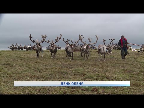 Видео: День оленя