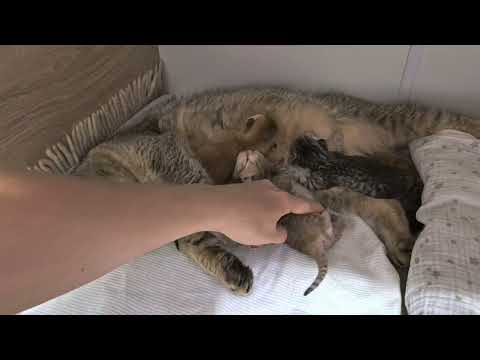 Видео: Котятам Шанель 4 дня 😊 борьба за молоко 😊