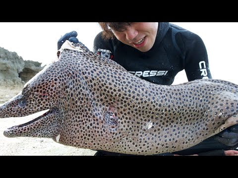 Видео: Смертельная битва с огромной moray eel размером с человека просто потрясающая.