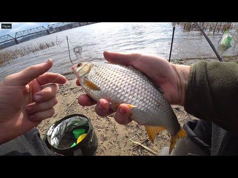 Видео: Северный мост. Весенняя плотва.  Фидер.  Рыбалка на Днепре