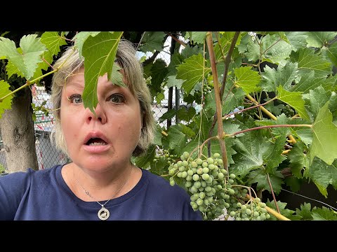 Видео: Я вчера пережила ШОК! Что происходит в обществе? Италия. 