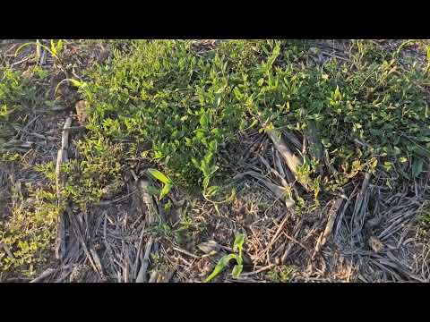 Видео: Кукуруза  No-till. Состояние посева, обработка гербицидом. 05.06.2023