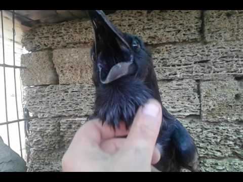 Видео: Ворона разговаривает прикол